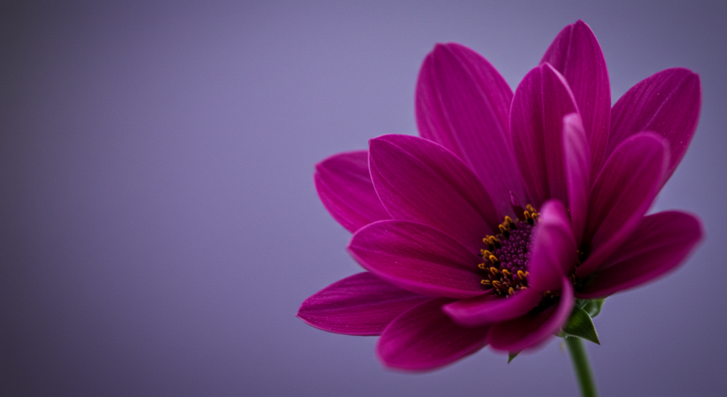 Magenta Color Meaning The Symbolism and Personality Traits of Magenta